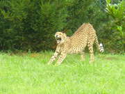 zvajc gepard v zoo