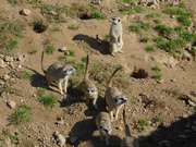 Zvdav surikaty