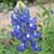 Symbol jara v Texasu - něžné modré čepečky