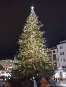 Vnon strom s osvtlenm v Olomouci