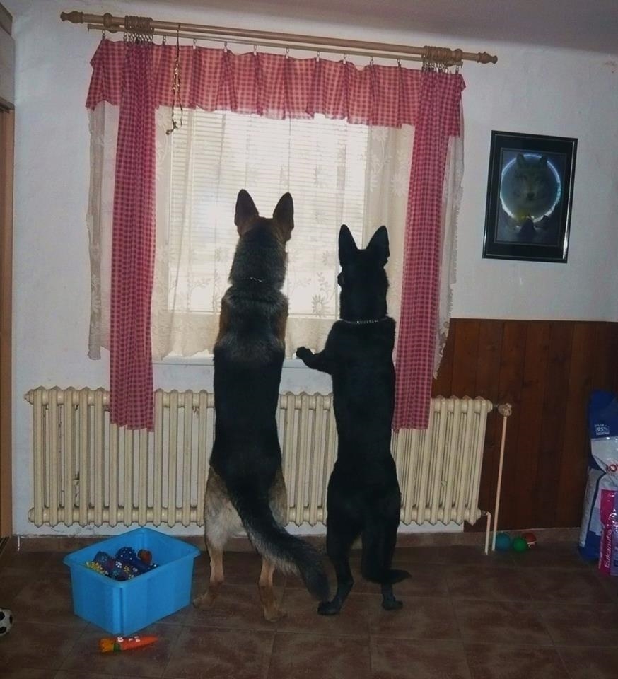 moji dva milci Jessynka a Roneek