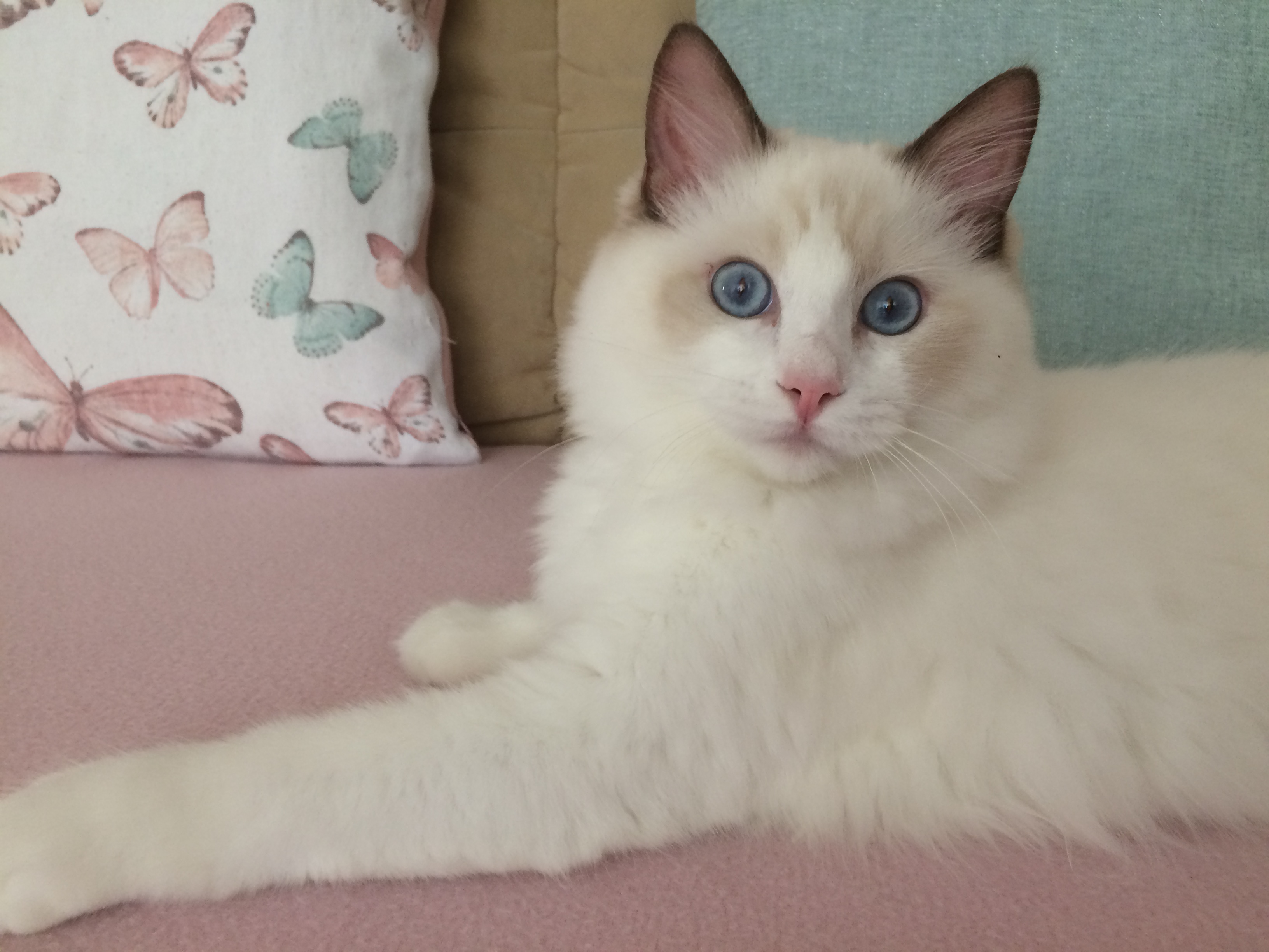 N milek Dante of Lisara Dolls