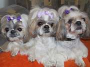 Nae feandy, Dixinka, Jesinka a Betynka