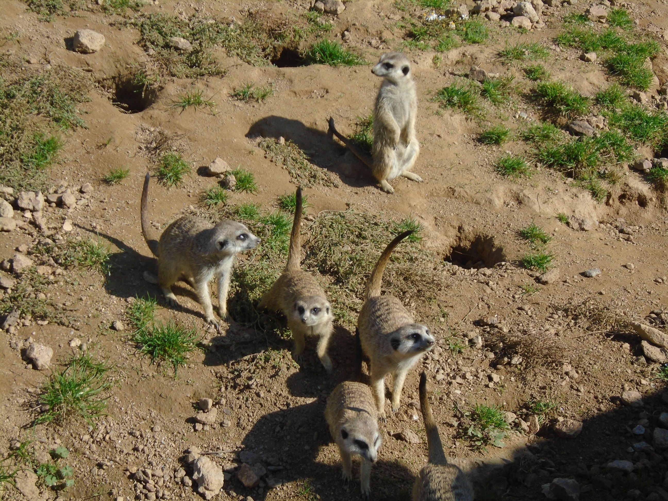 Zvdav surikaty